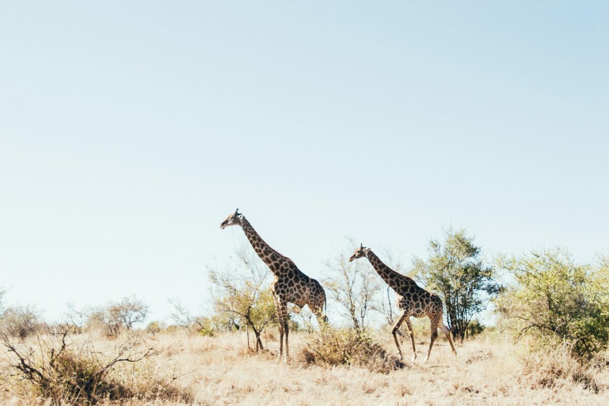savanna 