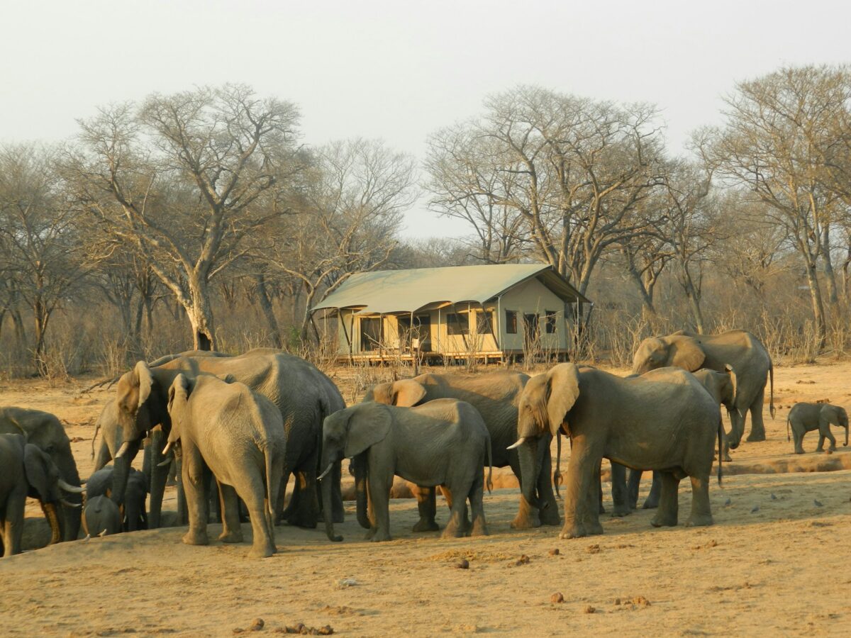 safari camps