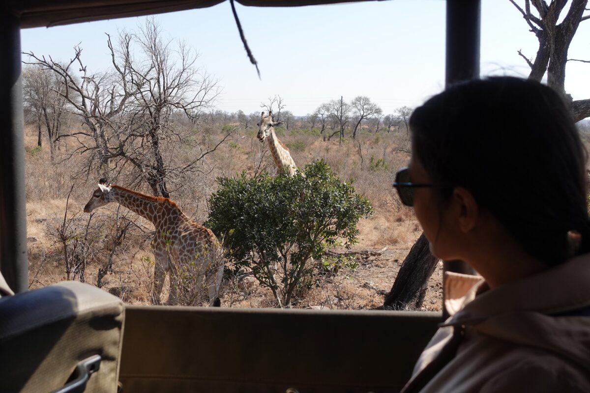 south african safari in kruger